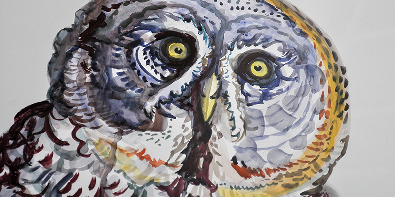 Owlbert Einstein (water color on paper) by Daniel Tate 2014 [2nd floor room 206]